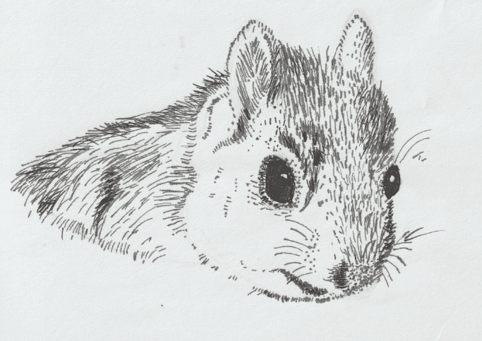 Squirrel